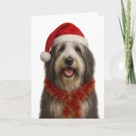 Bearded Collie in a Santa hat Christmas card Kort