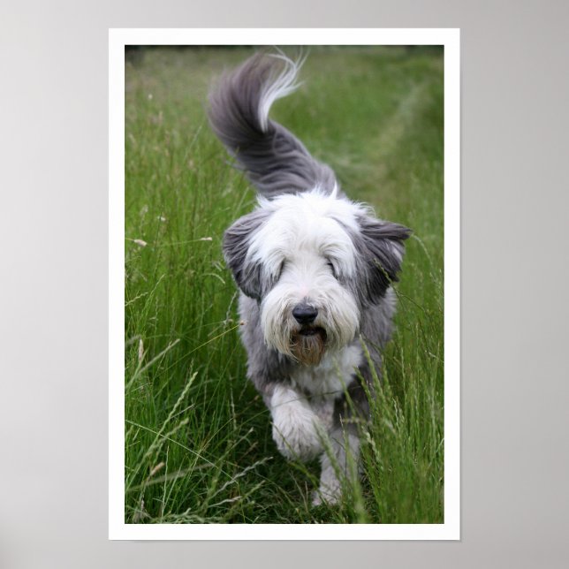 Bearded Collie in Tall Grass Poster (Framsidan)