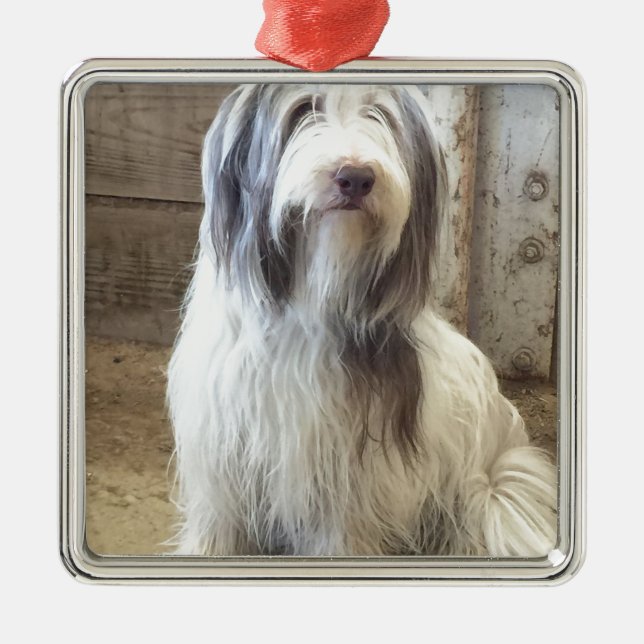 Bearded Collie Julgransprydnad Metall (Framsidan)
