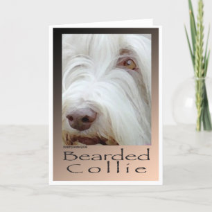 Bearded Collie Kort