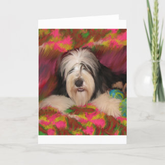 Bearded Collie Kort