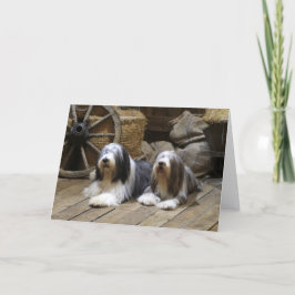 Bearded Collie Kort