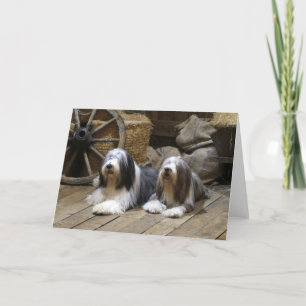 Bearded Collie Kort