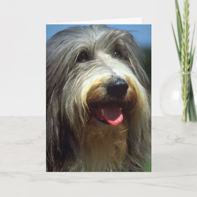 Bearded Collie Kort (Framsida)