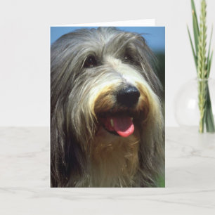 Bearded Collie Kort