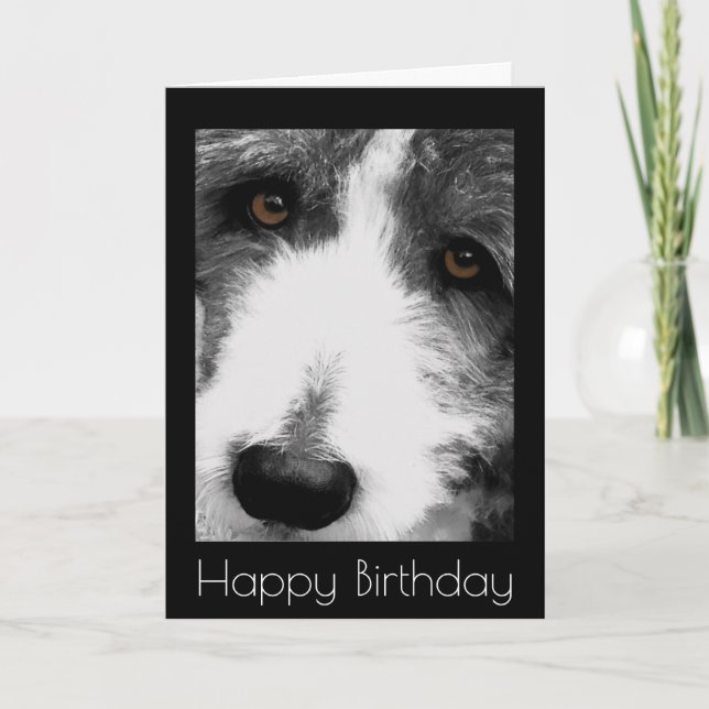 Bearded Collie Ögon Birthday Card Kort (Framsida)