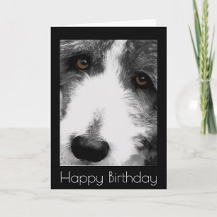 Bearded Collie Ögon Birthday Card Kort