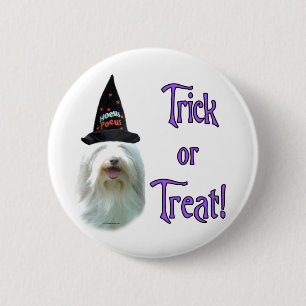 Bearded Collie Trick Knapp