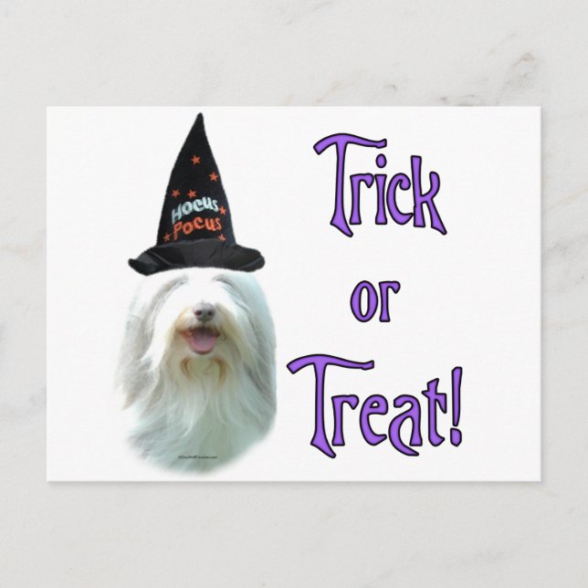 Bearded Collie Trick Vykort (Framsida)