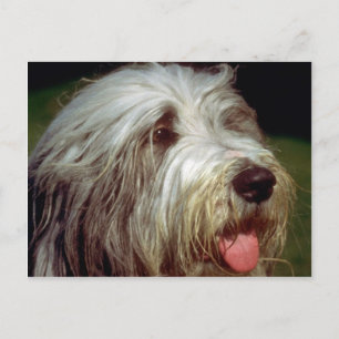 Bearded Collie Vykort