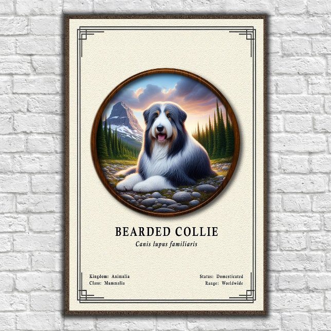 Bearded Collie Zoologi Serie Poster (Skapare uppladdad)