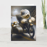Bearded Collies på motorcyle