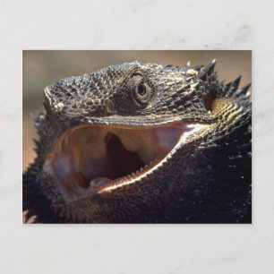 Bearded Dragon, Australien Vykort