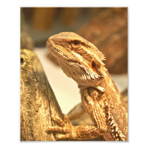 Bearded Dragon Fototryck
