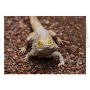 Bearded Dragon Hälsningskort