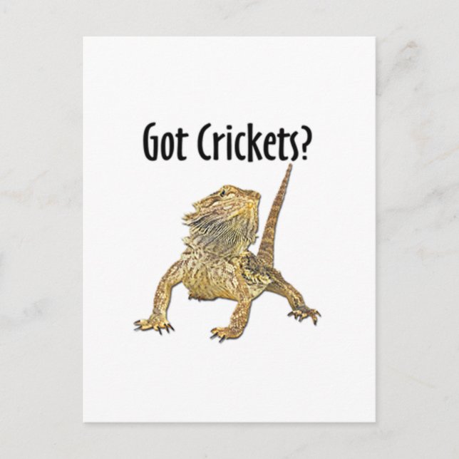 Bearded Dragon Har Cricks Vykort (Framsida)