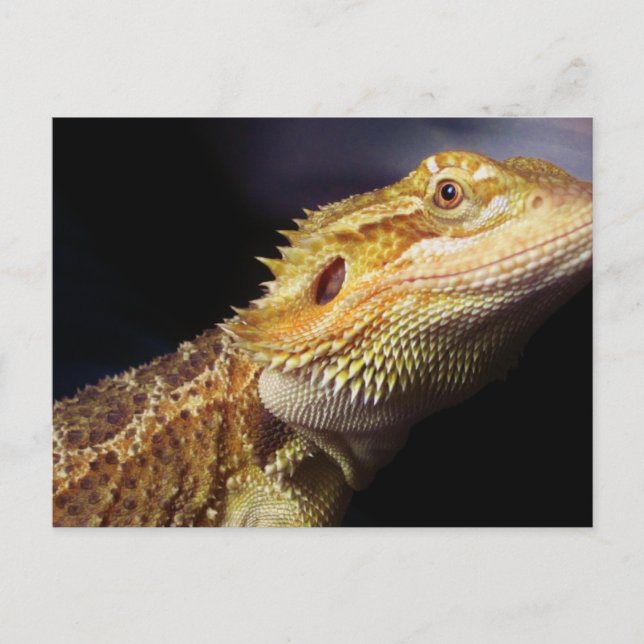 Bearded Dragon Head 2 Vykort (Framsida)