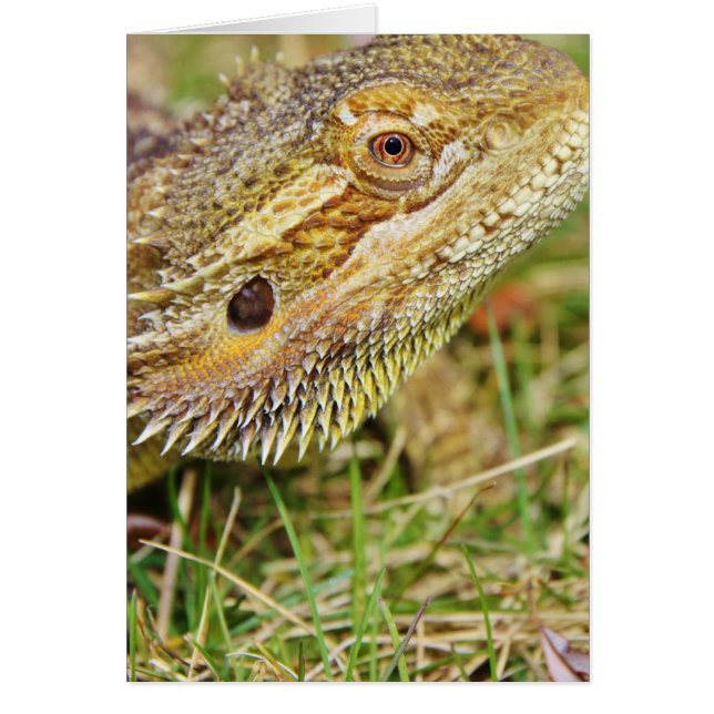 Bearded Dragon Head Hälsningskort (Framsidan)