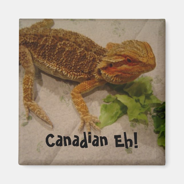 Bearded Dragon Humor Canadian Eh! Magnet (Framsidan)