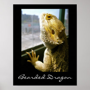 Bearded Dragon i Window Poster