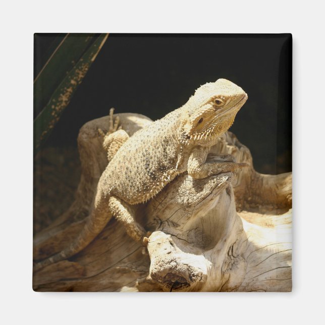 Bearded Dragon Lizard Magnet (Framsidan)