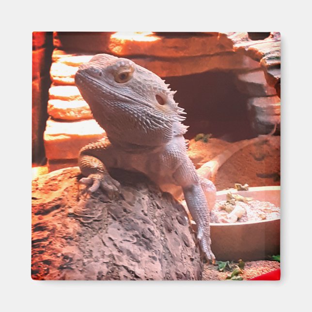 Bearded Dragon Magnet (Framsidan)