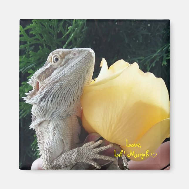 Bearded Dragon och Gul ros Magnet (Framsidan)