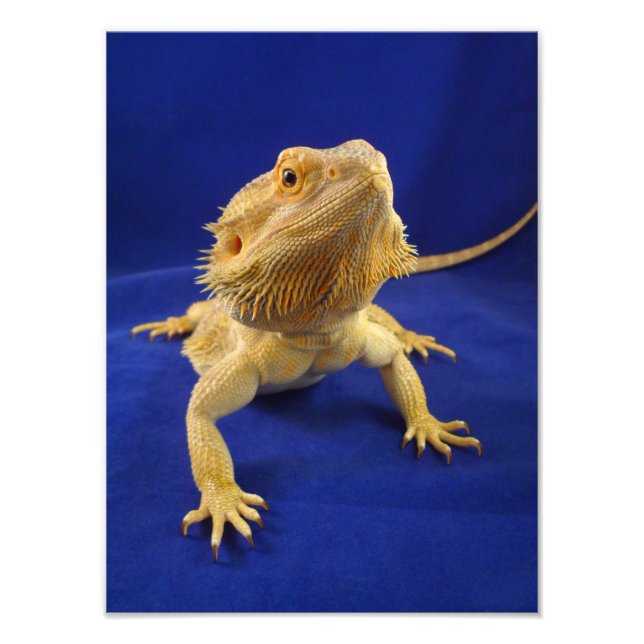 Bearded Dragon på Blue Fototryck (Framsidan)