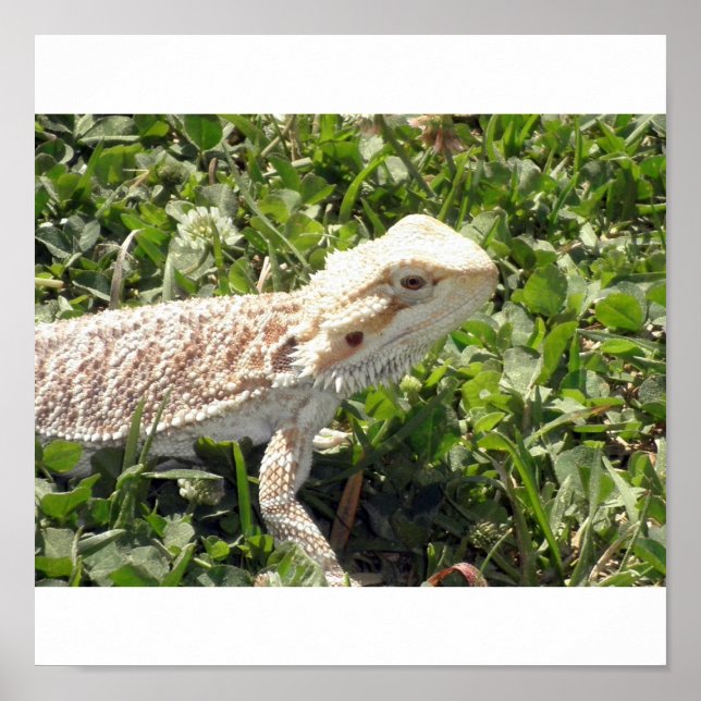 Bearded Dragon Poster (Framsidan)