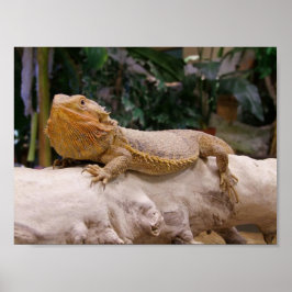 Bearded Dragon Poster