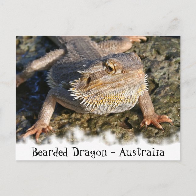 Bearded Dragon Series Vykort (Framsida)