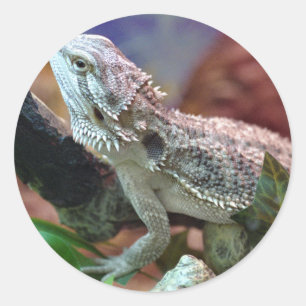 Bearded Dragon Stickers Runt Klistermärke