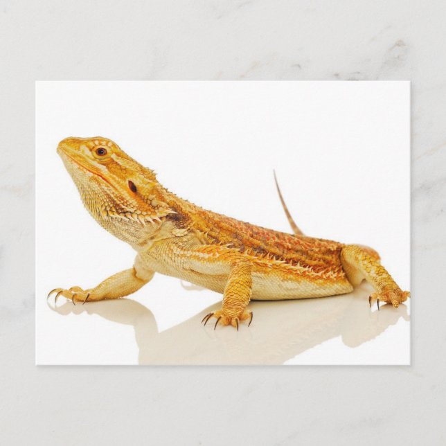 Bearded Dragon Vykort (Framsida)
