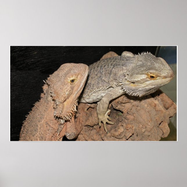 Bearded Dragons Poster (Framsidan)