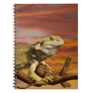 Bearded Dron (Pogona Vitticeps) på gren. Anteckningsbok Med Spiral