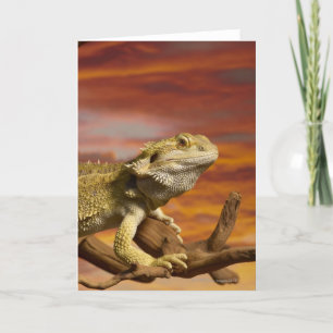 Bearded Dron (Pogona Vitticeps) på gren. Kort