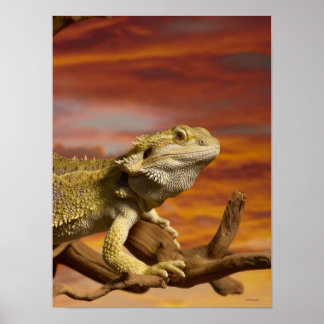 Bearded Dron (Pogona Vitticeps) på gren. Poster