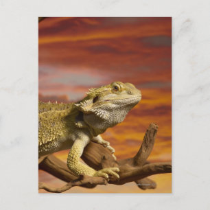 Bearded Dron (Pogona Vitticeps) på gren. Vykort