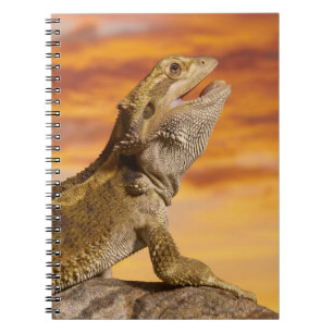Bearded Dron (Pogona Vitticeps) på sten. Anteckningsbok Med Spiral
