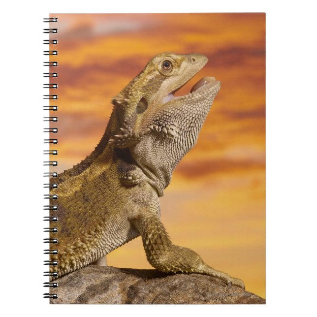 Bearded Dron (Pogona Vitticeps) på sten. Anteckningsbok Med Spiral (Framsidan)