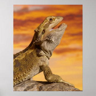Bearded Dron (Pogona Vitticeps) på sten. Poster