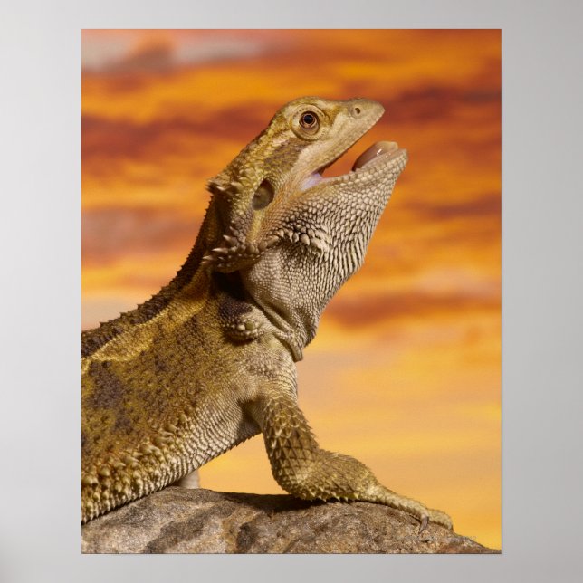 Bearded Dron (Pogona Vitticeps) på sten. Poster (Framsidan)