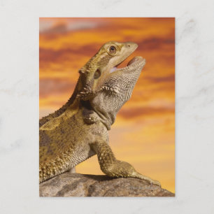 Bearded Dron (Pogona Vitticeps) på sten. Vykort