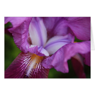 Bearded German Iris Hälsningskort