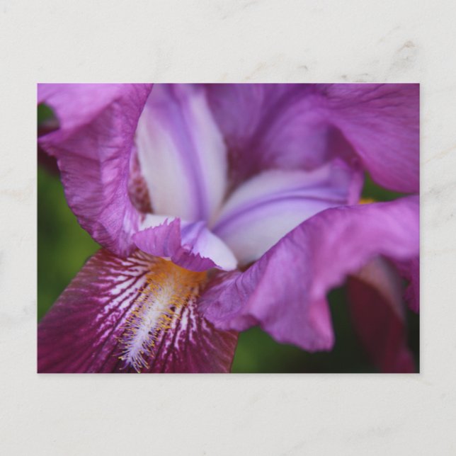 Bearded German Iris Vykort (Framsida)
