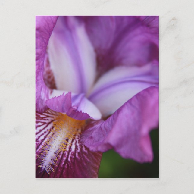 Bearded German Iris Vykort (Framsida)