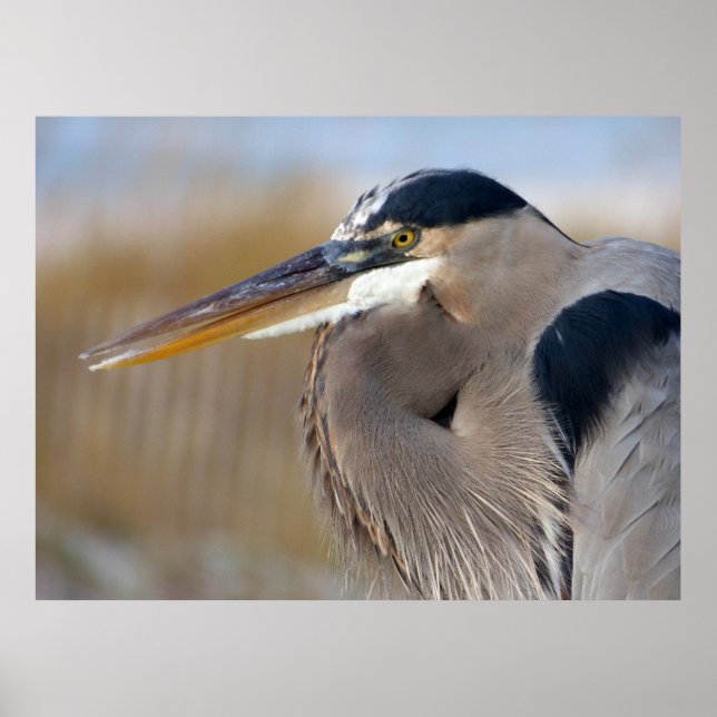 Bearded Heron Poster (Framsidan)