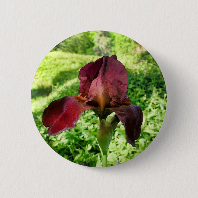Bearded Iris Badge Knapp (Framsida)