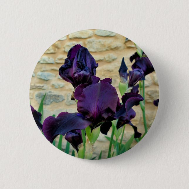 Bearded Iris Badge Knapp (Framsida)