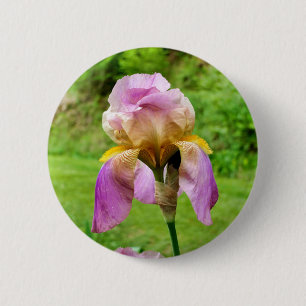 Bearded Iris Badge Knapp
